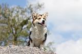 CORGI PEMBROKE 467